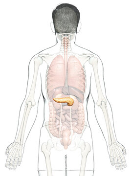 3d rendered, medically accurate illustration of a male pancreas