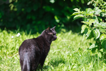 Naklejka na ściany i meble Black cat walks on green grass, Summer time