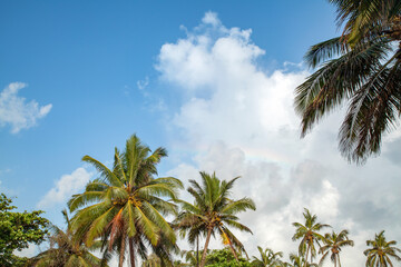 Fototapeta premium Coconut tree with blue sky at Goa, India.
