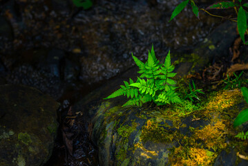 green moss on a rock