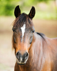 Horse Animal Stock Photos.  Horse head close-up profile view. Looking at camera. Blur background.