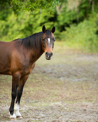 Fototapeta premium Horse Animal Stock Photos. Horse side profile view. Blur background. Brown colour horse.