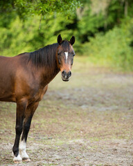 Horse Animal Stock Photos.  Horse side profile view. Blur background. Brown colour horse.