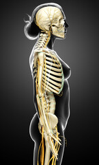 3d rendered medically accurate illustration ofa female nervous system and skeleton system
