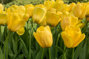 Fototapeta premium Field of blooming yellow tulips. Floral background. Yellow tulips in the spring. Field of yellow tulips.