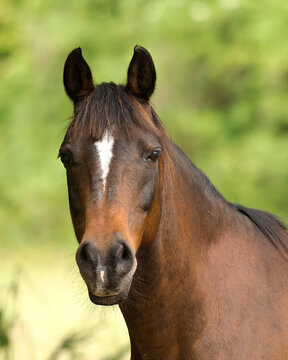 Horse Animal Stock Photos.  Horse Animal  head close-up profile view. Looking at camera. Blur background