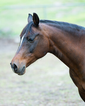 Horse Animal Stock Photos.  Horse Animal  profile view. Horse Animal  head close-up side view profile