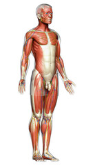 3d rendered medically accurate illustration of a male muscle system