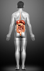 3d rendered medically accurate illustration of male Digestive System