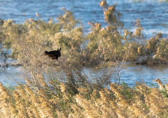 Marsh harrier perched on grasses at Buhair lake, Bahrain