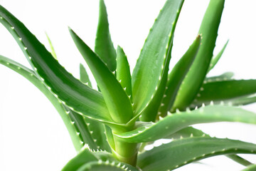 Aloe vera plant isolated on white background. Macro photo of home plant.