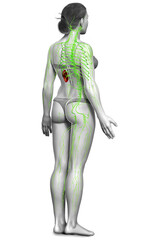 3d rendered medically accurate illustration of a female lymphatic system