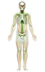 Fototapeta na wymiar 3d rendered medically accurate illustration of a male lymphatic system