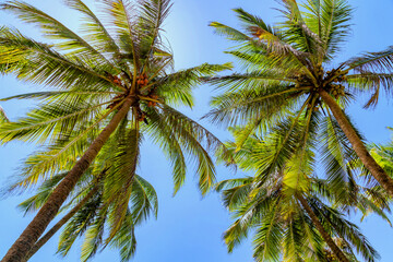Fototapeta na wymiar Coconut tree with blue sky at Goa, India.