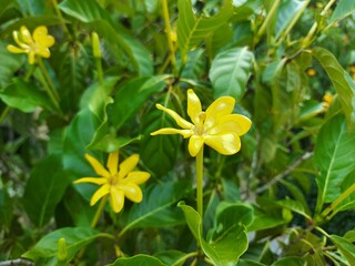 Gardenia carinata Wallich. The flowers are dark yellow, very popular because they are beautiful ornamental plants. The flowers are fragrant.