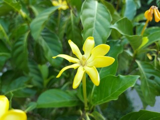 Gardenia carinata Wallich. The flowers are dark yellow, very popular because they are beautiful ornamental plants. The flowers are fragrant.
