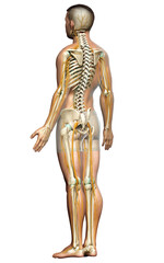 3d rendered medically accurate illustration of the nervous system and skeleton system