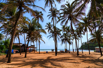 Beautiful landscape with big green palm trees in the foreground to the background of tourist and sunbeds on a beautiful exotic tropical Baga beach in Goa, India. - obrazy, fototapety, plakaty