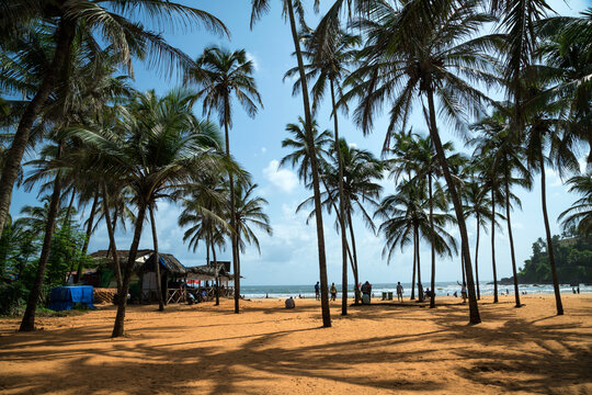 Beautiful landscape with big green palm trees in the foreground to the background of tourist and sunbeds on a beautiful exotic tropical Baga beach in Goa, India.