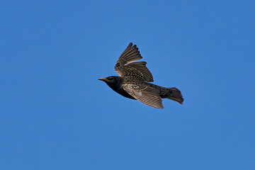 Common starling (Sturnus vulgaris) in its natural habitat in Denmark