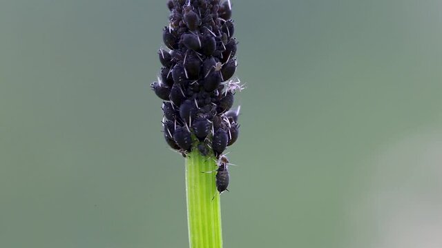 The flock of small black aphids on a stem of a plant. A colony of aphids on a branch of a plant. macro video aphids on branches. 