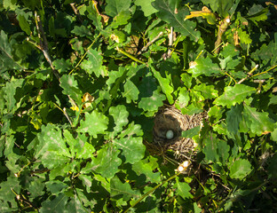 Blackbird nest with one blue egg on oak branches