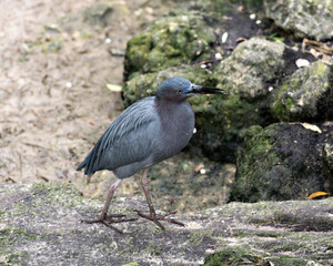 Little Blue Heron bird Stock Photos.  Little Blue Heron bird close-up profile view.  Moss rocks background and foreground. 