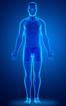3d rendered illustration of the male body