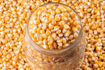 Raw corn grains (Seeds of Popcorn) .