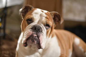 English Bulldog, bulldog, dog, puppy, animal, pet, canine, boxer, white, portrait, breed, cute, bull, adorable, purebred, mammal, domestic, brown, isolated, pedigree, ugly, doggy, hea