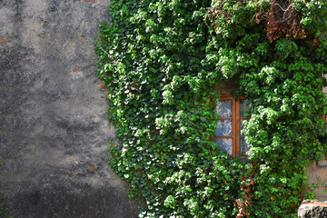 finestra nel verde 