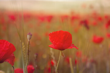 red poppy in the countryside