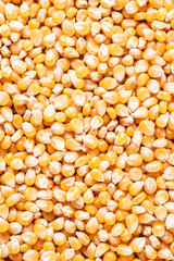 Raw corn grains (Seeds of Popcorn) .