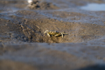 Macro shot of an walking crab in the mud flat 2