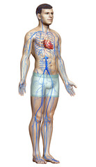 3d rendered medically accurate illustration of a male Veins anatomy