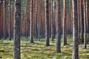 Pine trees and fir trees trunks in spring Coniferous forest close up. Coniferous forest landscape in sunny day. Nature reserve. Evergreen Pine tree forest in sun light. Primeval Woodland. Spruce trees