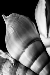 From the shell and all kinds of shells from the front view. Sea shells and a variety of sea shells...