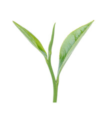 Green tea leaf isolated on white background