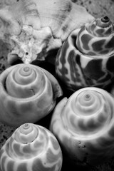 From the shell and all kinds of shells from the front view. Sea shells and a variety of sea shells with bright backgrounds.