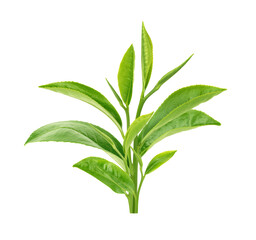 Green tea leaf isolated on white background