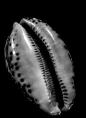 From the shell and all kinds of shells from the front view. Sea shells and a variety of sea shells with bright backgrounds.