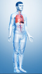 3d rendered, medically accurate illustration of a male lung anatomy