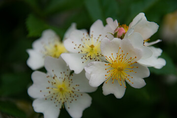 上野ファームに咲くノイバラ