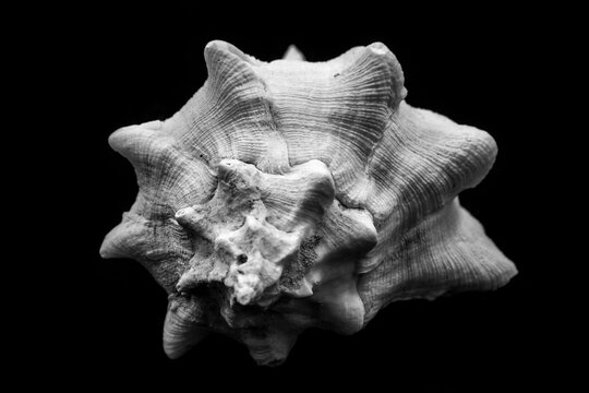 From the shell and all kinds of shells from the front view. Sea shells and a variety of sea shells with bright backgrounds.