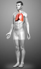 Fototapeta na wymiar 3d rendered, medically accurate illustration of a male lung anatomy