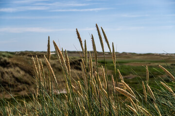 Dunes at the North sea coast