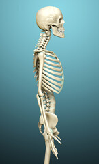 3d rendered, medically accurate illustration of the skeleton system