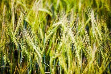 Rye ears field in summer sunny day close-up view. Organic farming. Rye harvest. Agricultural industry. Cereal growing. High contrast abstract nature backgrounds. Organic farming development.