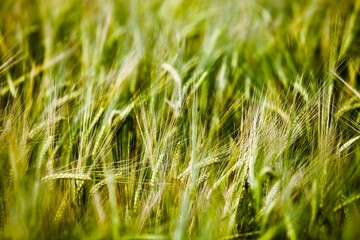 Rye ears field in summer sunny day close-up. Organic farming. Rye harvest. Agricultural industry. Cereal growing.      Rye Harvesting season on farm field. Organic farming development.