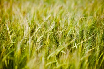 Rye ears field in summer sunny day close-up. Organic farming. Rye harvest. Agricultural industry. Cereal growing.      Rye Harvesting season on farm field. Organic farming development.
